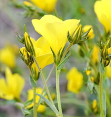 Linum pallasianum