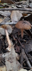 Inocybe calopedes