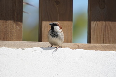 Passer domesticus