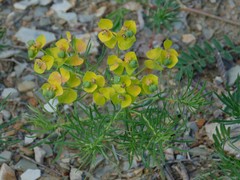 Euphorbia cyparissias