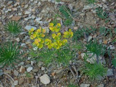 Euphorbia cyparissias