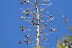 Polioptilidae