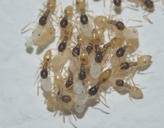 Tapinoma melanocephalum