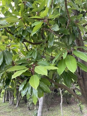 Daphniphyllum macropodum