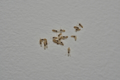 Tapinoma melanocephalum