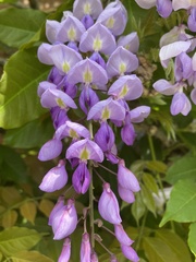 Wisteria sinensis