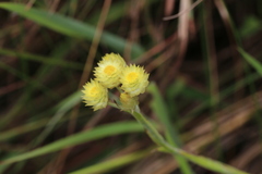 Helichrysum mixtum