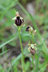 Ophrys sphegodes epirotica