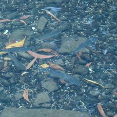 Megalops cyprinoides