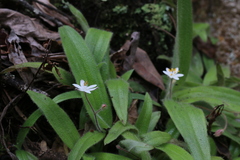 Hypoxis membranacea