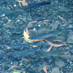 Megalops cyprinoides