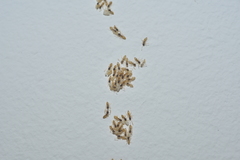 Tapinoma melanocephalum