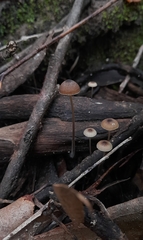 Mycena cystidiosa