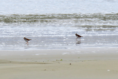 Charadrius semipalmatus