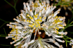 Hakea lissocarpha