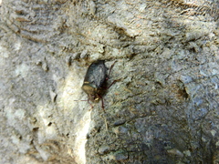 Antiteuchus mixtus