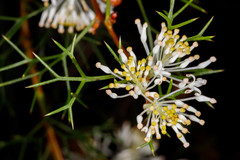 Hakea lissocarpha