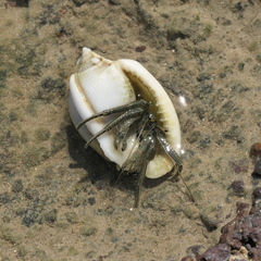 Clibanarius taeniatus