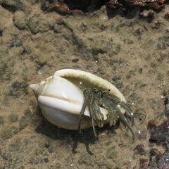 Clibanarius taeniatus