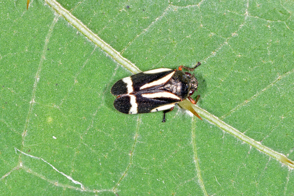 Notozulia