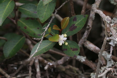 Pseudoscolopia polyantha