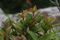 Pseudoscolopia polyantha