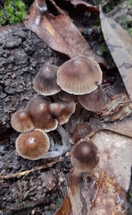 Mycena atrata