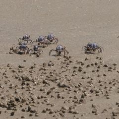 Mictyris darwinensis