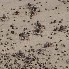 Mictyris darwinensis