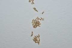 Tapinoma melanocephalum