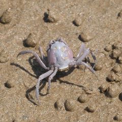 Mictyris darwinensis