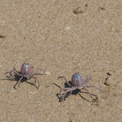 Mictyris darwinensis