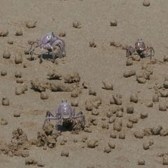 Mictyris darwinensis