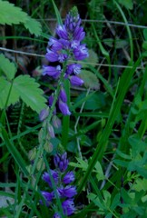 Polygala vulgaris