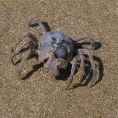 Mictyris darwinensis