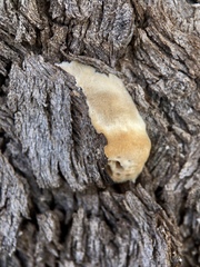 Hexagonia vesparia