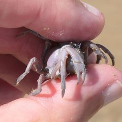 Mictyris darwinensis