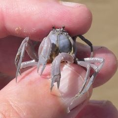 Mictyris darwinensis