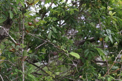 Putterlickia retrospinosa