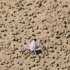 Mictyris darwinensis