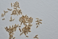 Tapinoma melanocephalum