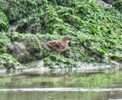 Cinclodes taczanowskii