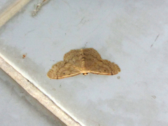 Idaea invalida