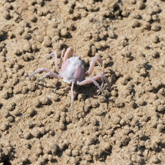 Mictyris darwinensis