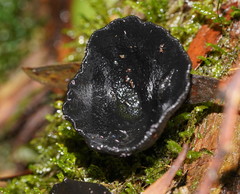 Urnula campylospora