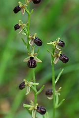 Ophrys sphegodes epirotica