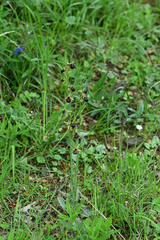 Ophrys sphegodes epirotica