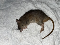 Rattus fuscipes