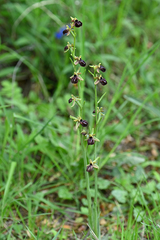 Ophrys sphegodes epirotica