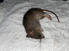 Rattus fuscipes